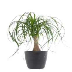 Ponytail Palm Bonsai Plant Live Elephants Foot In 6 Inch Premium Sustainable Ecopots Grey Pot