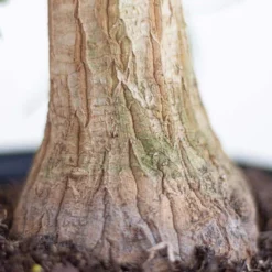Ponytail Palm Live Bonsai Elephants Foot In 6 Inch Premium Sustainable Ecopots Pure White Pot 10 Ponytail Palm Live Bonsai Elephants Foot In 6 Inch Premium Sustainable Ecopots Pure White Pot -United Nursery united nursery house plants ppalm6shpw 1f 1000