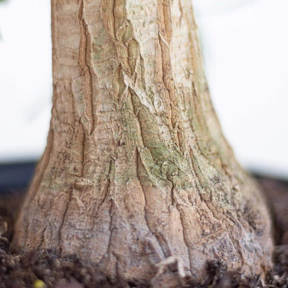 Ponytail Palm Live Bonsai Elephants Foot In 6 Inch Premium Sustainable Ecopots Pure White Pot 4 Ponytail Palm Live Bonsai Elephants Foot In 6 Inch Premium Sustainable Ecopots Pure White Pot - Image 4