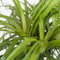 Ponytail Palm Live Bonsai Elephants Foot In 6 Inch Premium Sustainable Ecopots Pure White Pot 9 Ponytail Palm Live Bonsai Elephants Foot In 6 Inch Premium Sustainable Ecopots Pure White Pot -United Nursery united nursery house plants ppalm6shpw 4f 1000