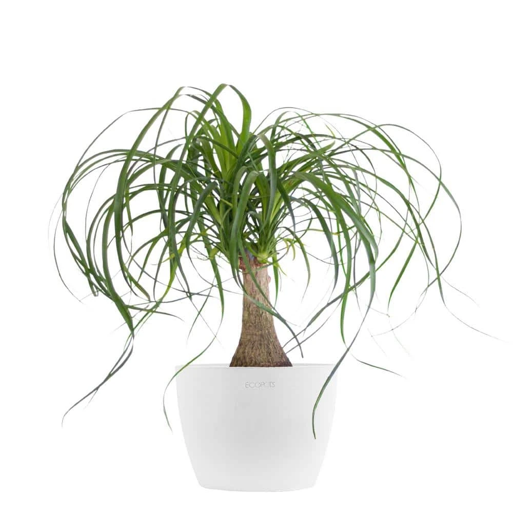 Ponytail Palm Live Bonsai Elephants Foot In 6 Inch Premium Sustainable Ecopots Pure White Pot 1 Ponytail Palm Live Bonsai Elephants Foot In 6 Inch Premium Sustainable Ecopots Pure White Pot