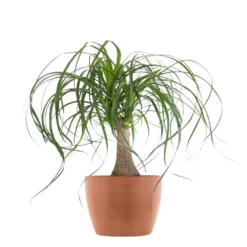 Ponytail Palm Bonsai Live Elephants Foot In 6 Inch Premium Ecopots Terracotta Pot With Removeable Drainage Plug