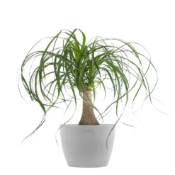 Ponytail Palm Bonsai Elephants Foot Live Plant In 6 Inch Premium Sustainable Ecopots White Grey Pot