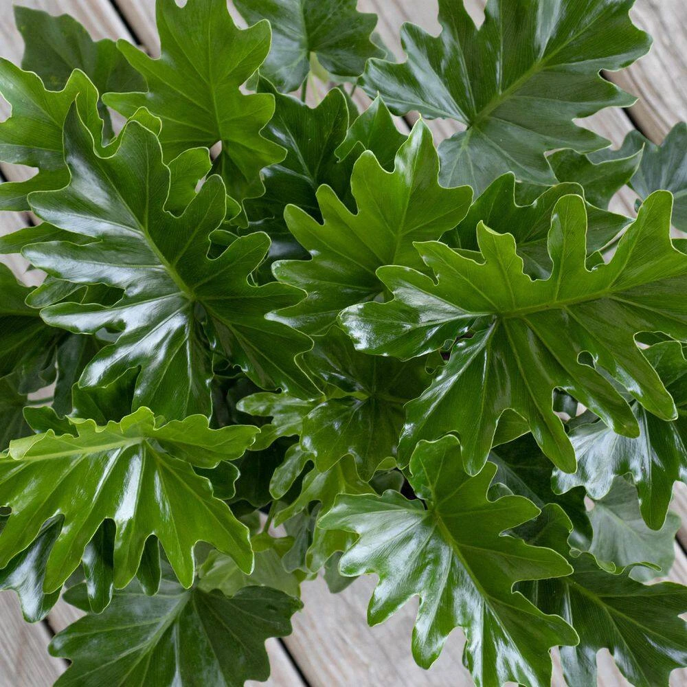 Philodendron Shangri La Live Indoor Outdoor Plant In 10 Inch Premium Sustainable Ecopots Dark Grey Pot 3 Philodendron Shangri La Live Indoor Outdoor Plant In 10 Inch Premium Sustainable Ecopots Dark Grey Pot - Image 3