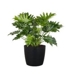 Philodendron Shangri La Live Indoor Outdoor Plant In 10 Inch Premium Sustainable Ecopots Dark Grey Pot