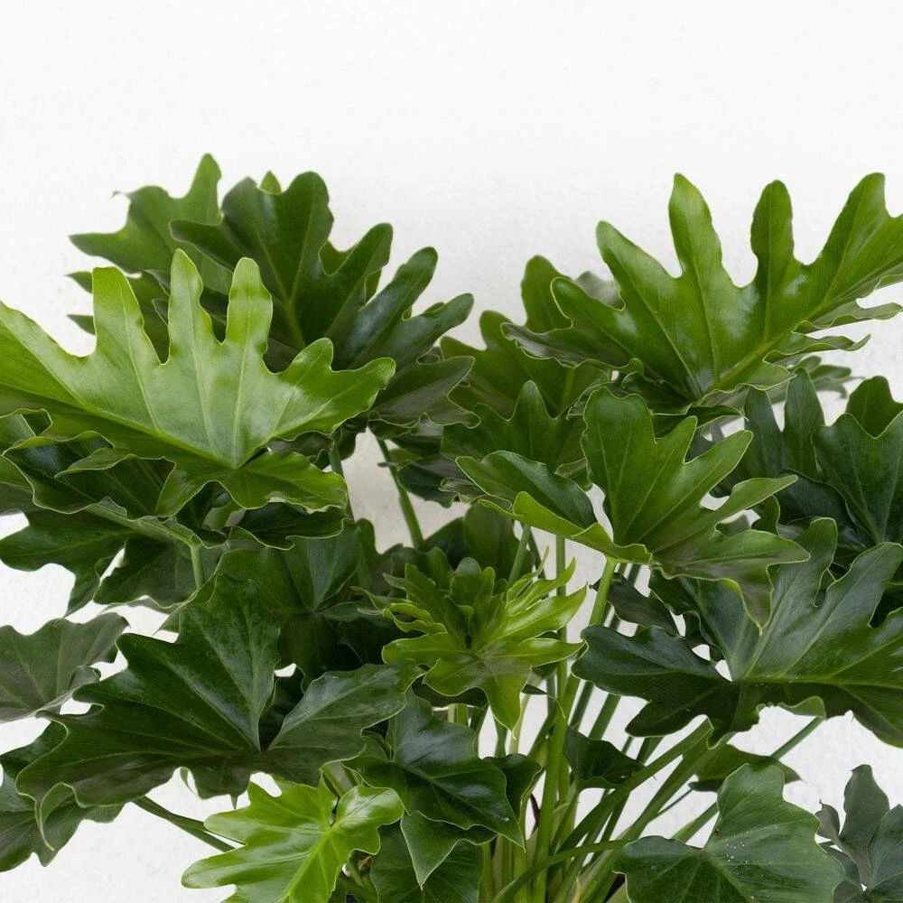 Philodendron Shangri La Live Indoor Outdoor Plant In 10 Inch Premium Sustainable Ecopots Dark Grey Pot 2 Philodendron Shangri La Live Indoor Outdoor Plant In 10 Inch Premium Sustainable Ecopots Dark Grey Pot - Image 2