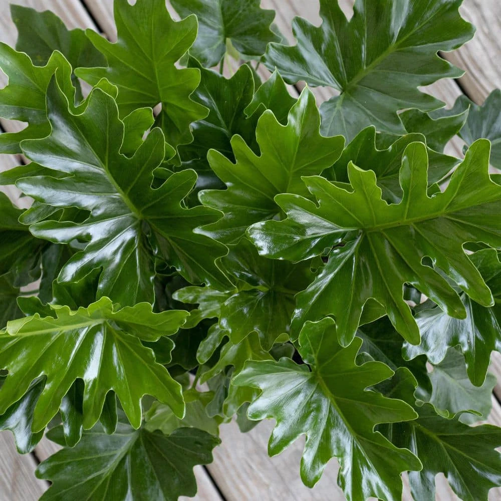 Philodendron Shangri La Live Indoor Outdoor Plant In 10 Inch Premium Sustainable Ecopots Grey Pot 3 Philodendron Shangri La Live Indoor Outdoor Plant In 10 Inch Premium Sustainable Ecopots Grey Pot - Image 3