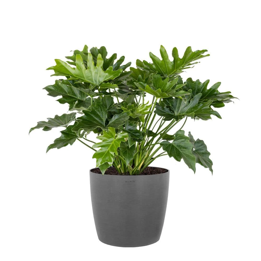 Philodendron Shangri La Live Indoor Outdoor Plant In 10 Inch Premium Sustainable Ecopots Grey Pot 1 Philodendron Shangri La Live Indoor Outdoor Plant In 10 Inch Premium Sustainable Ecopots Grey Pot