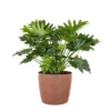 Philodendron Shangri La Live Indoor Outdoor Plant In 10 Inch Premium Sustainable Ecopots Terracotta Pot