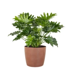 Philodendron Shangri La Live Indoor Outdoor Plant In 10 Inch Premium Sustainable Ecopots Terracotta Pot