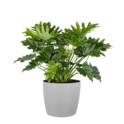 Philodendron Shangri La Live Indoor Outdoor Plant In 10 Inch Premium Sustainable Ecopots White Grey Pot
