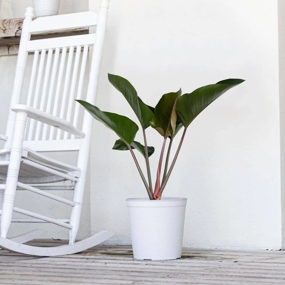 Red Congo Live Philodendron Tatei Indoor Plant In 9.25 Inch Grower Pot 4 Red Congo Live Philodendron Tatei Indoor Plant In 9.25 Inch Grower Pot - Image 4