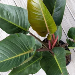 Red Congo Live Philodendron Tatei Indoor Plant In 9.25 Inch Grower Pot 6 Red Congo Live Philodendron Tatei Indoor Plant In 9.25 Inch Grower Pot -United Nursery united nursery house plants redcongo10gp 4f 1000