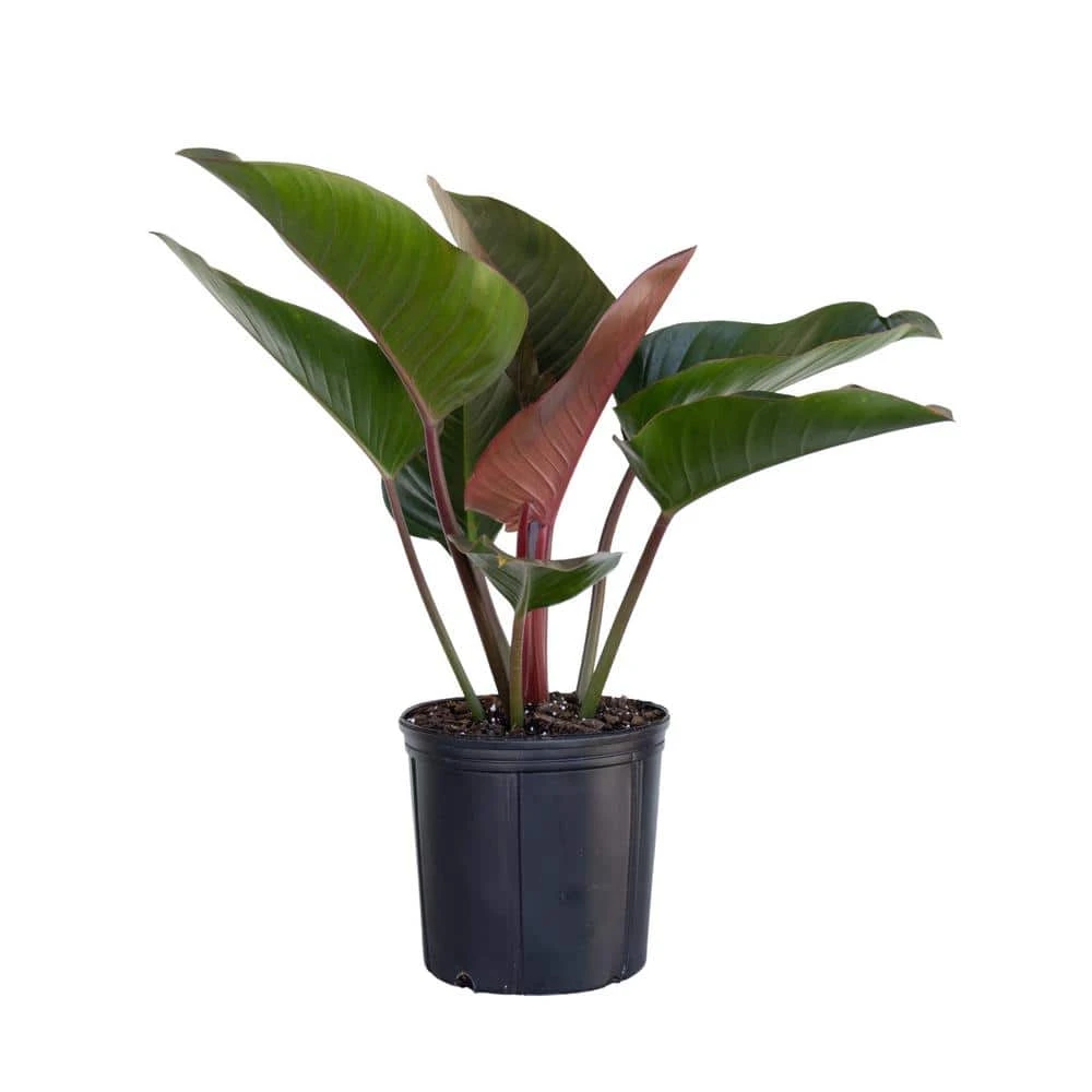 Red Congo Live Philodendron Tatei Indoor Plant In 9.25 Inch Grower Pot 1 Red Congo Live Philodendron Tatei Indoor Plant In 9.25 Inch Grower Pot