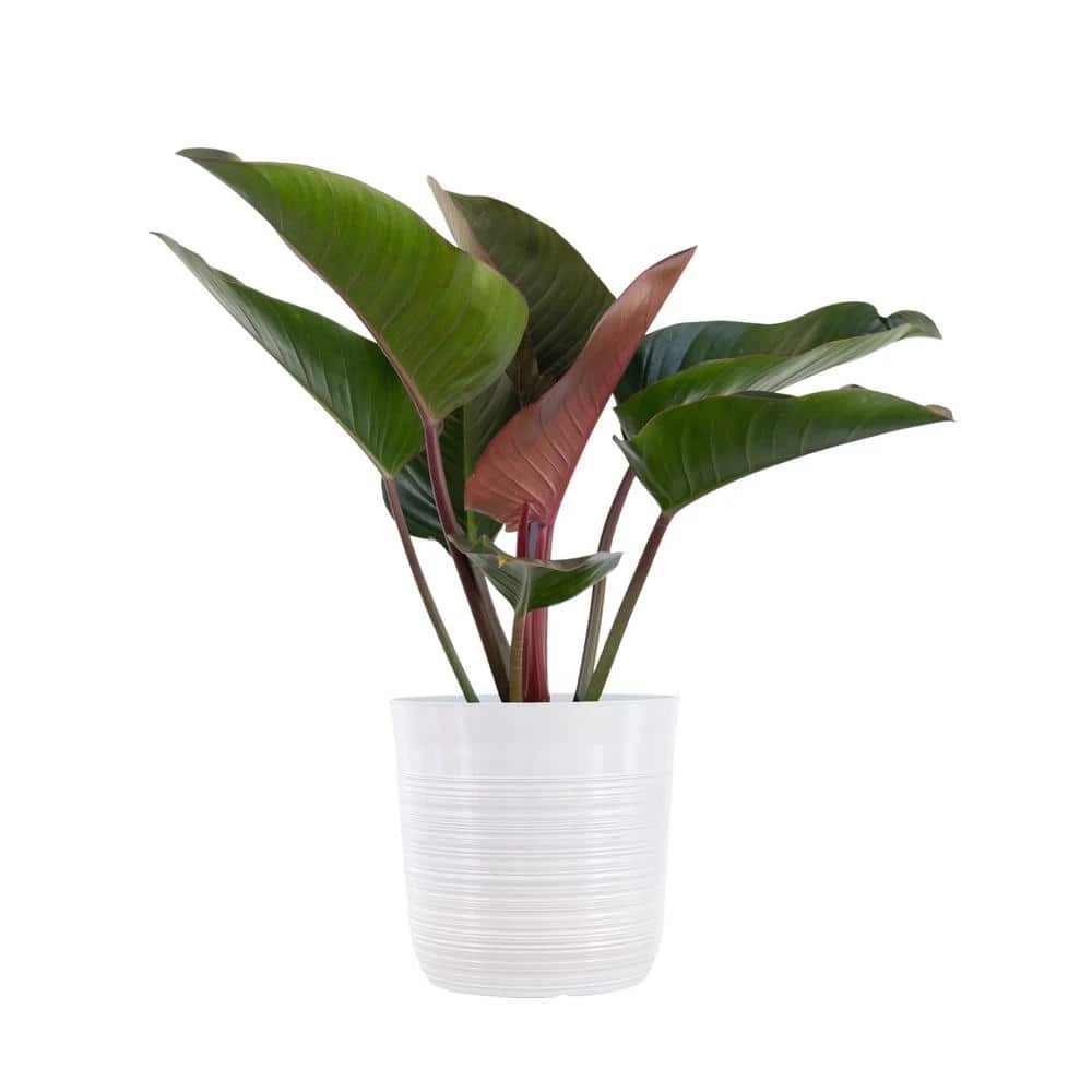 Red Congo Live Philodendron Tatei Indoor Plant In 10 In. White Decor Pot 1 Red Congo Live Philodendron Tatei Indoor Plant In 10 In. White Decor Pot
