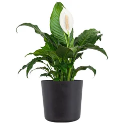 Peace Lily Plant Live Spathiphyllum Indoor Outdoor Plant In 10 In. Premium Ecopots Dark Gray