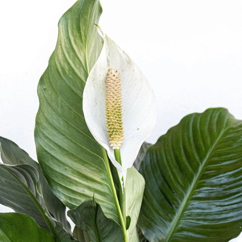 Peace Lily Plant Live Spathiphyllum Indoor Outdoor Plant In 10 In. Premium Ecopots Gray 3 Peace Lily Plant Live Spathiphyllum Indoor Outdoor Plant In 10 In. Premium Ecopots Gray - Image 3