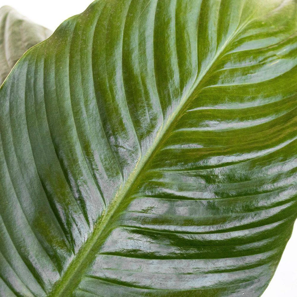 Peace Lily Plant Live Spathiphyllum Indoor Outdoor Plant In 10 In. Premium Ecopots Gray 2 Peace Lily Plant Live Spathiphyllum Indoor Outdoor Plant In 10 In. Premium Ecopots Gray - Image 2