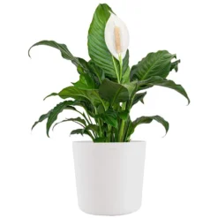 Peace Lily Plant Live Spathiphyllum Indoor Outdoor Plant In 10 In. Premium Ecopots Pure White