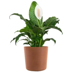 Peace Lily Plant Live Spathiphyllum Indoor Outdoor Plant In 10 In. Premium Ecopots Terracotta