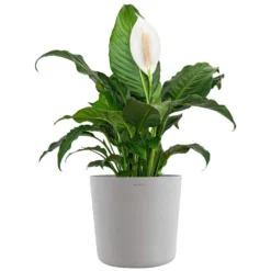 Peace Lily Plant Live Spathiphyllum Indoor Outdoor Plant In 10 In. Premium Ecopots White Gray