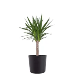 Yucca Cane Live Indoor Outdoor Plant In 10 Inch Premium Sustainable Ecopots Dark Grey Pot With Removeable Drainage Plug