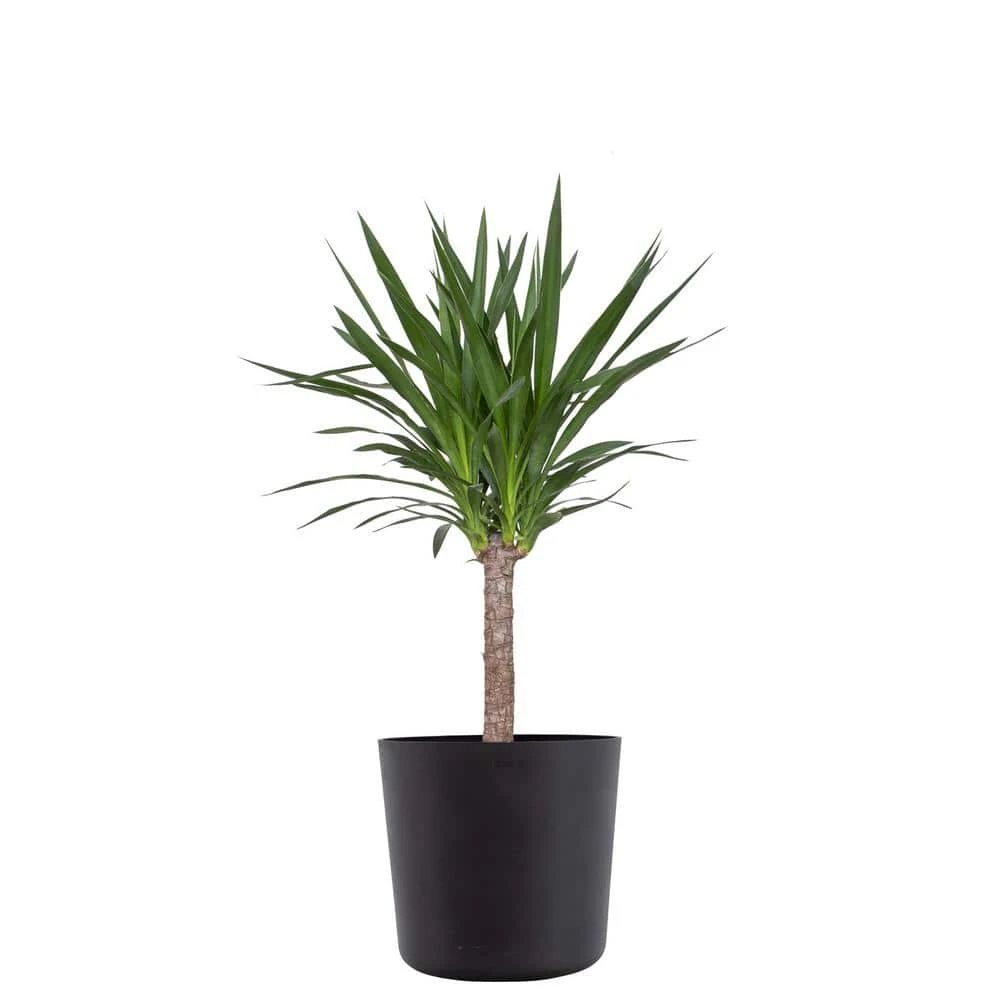 Yucca Cane Live Indoor Outdoor Plant In 10 Inch Premium Sustainable Ecopots Dark Grey Pot With Removeable Drainage Plug 1 Yucca Cane Live Indoor Outdoor Plant In 10 Inch Premium Sustainable Ecopots Dark Grey Pot With Removeable Drainage Plug