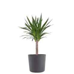 Yucca Cane Live Indoor Outdoor Plant In 10 Inch Premium Sustainable Ecopots Grey Pot With Removeable Drainage Plug