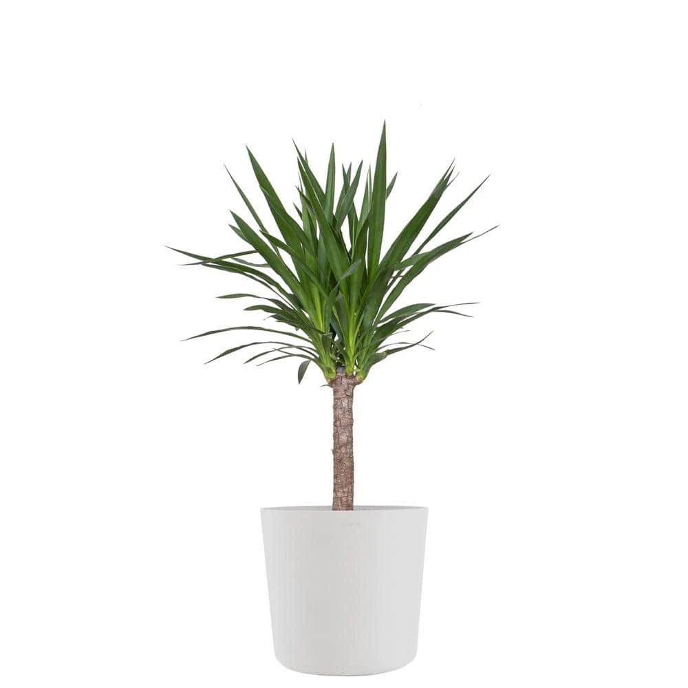 Yucca Cane Live Indoor Outdoor Plant In 10 Inch Premium Sustainable Ecopots Pure White Pot With Removeable Drainage Plug 1 Yucca Cane Live Indoor Outdoor Plant In 10 Inch Premium Sustainable Ecopots Pure White Pot With Removeable Drainage Plug