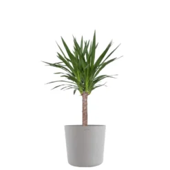 Yucca Cane Live Indoor Outdoor Plant In 10 Inch Premium Sustainable Ecopots White Grey Pot With Removeable Drainage Plug