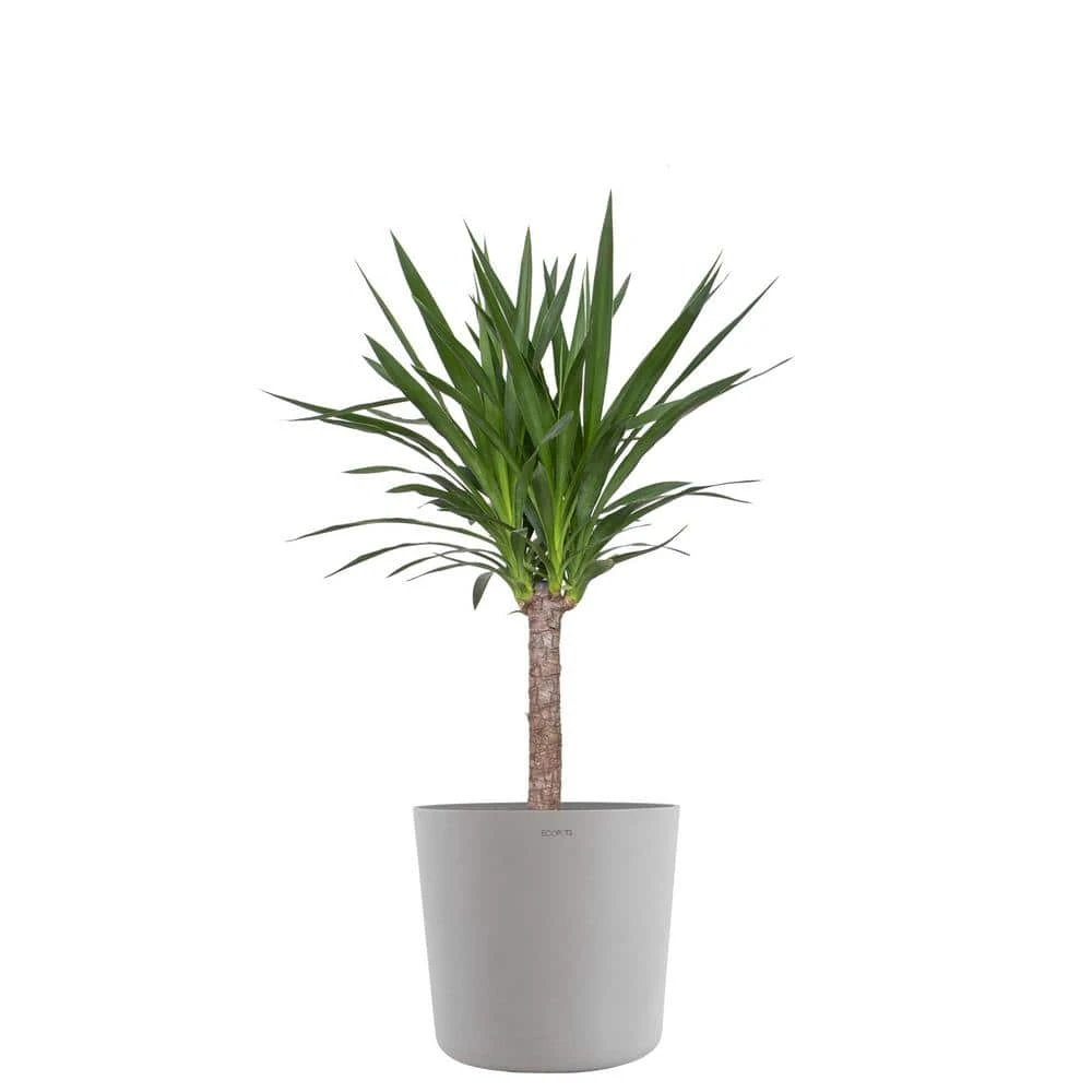 Yucca Cane Live Indoor Outdoor Plant In 10 Inch Premium Sustainable Ecopots White Grey Pot With Removeable Drainage Plug 1 Yucca Cane Live Indoor Outdoor Plant In 10 Inch Premium Sustainable Ecopots White Grey Pot With Removeable Drainage Plug