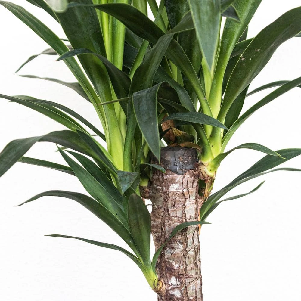 Yucca Cane Live Indoor Outdoor Plant In 10 Inch Premium Sustainable Ecopots White Grey Pot With Removeable Drainage Plug 2 Yucca Cane Live Indoor Outdoor Plant In 10 Inch Premium Sustainable Ecopots White Grey Pot With Removeable Drainage Plug - Image 2