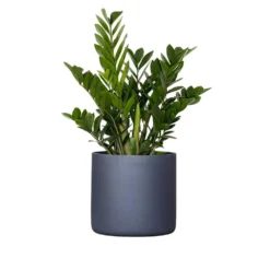 Live ZZ Plant Zamioculcas Zamiifolia In Premium 10 In. Graphite Fiberglass Pot