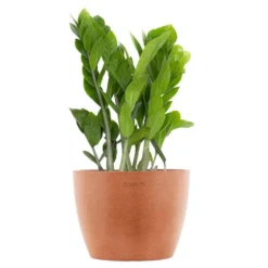 ZZ Plant Zamioculcas Zamiifolia Zanzibar Gem In 6 Inch Premium Sustainable Ecopots Terracotta Pot