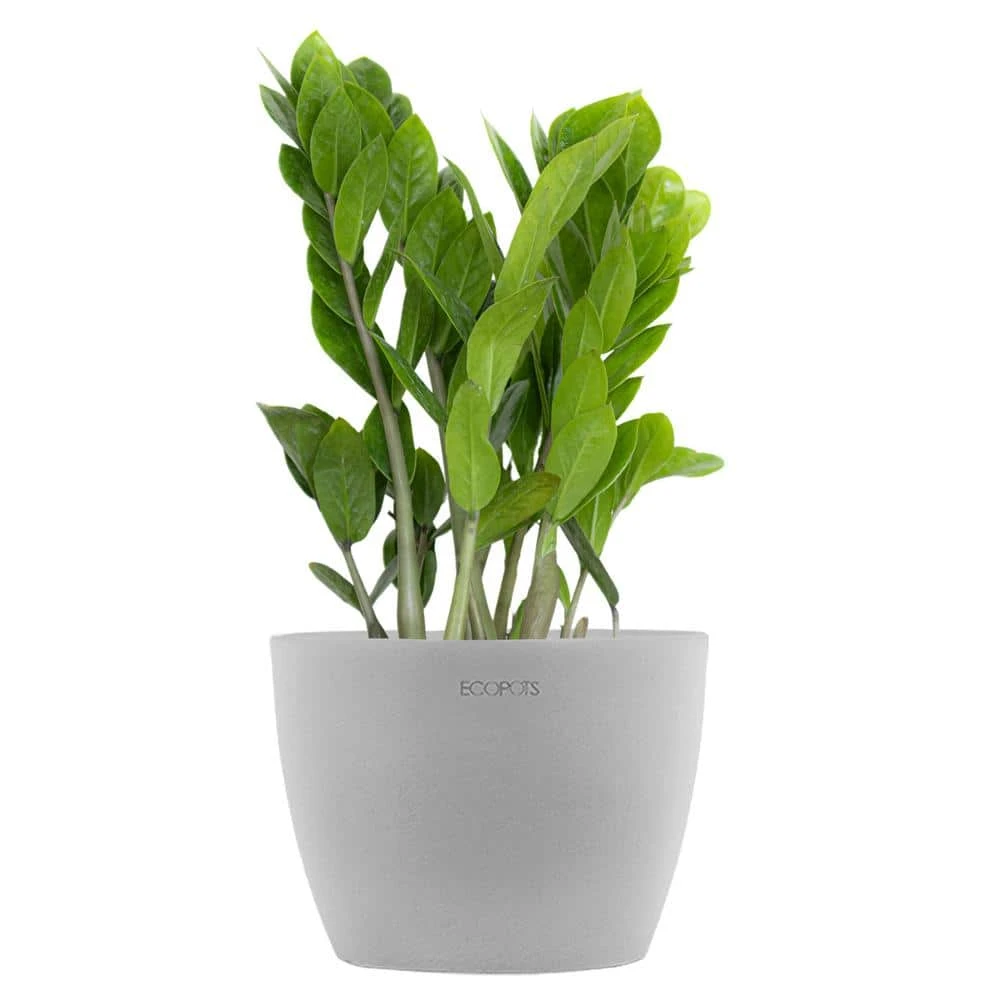 ZZ Plant Zamioculcas Zamiifolia Zanzibar Gem In 6 Inch Premium Sustainable Ecopots White Grey Pot 1 ZZ Plant Zamioculcas Zamiifolia Zanzibar Gem In 6 Inch Premium Sustainable Ecopots White Grey Pot