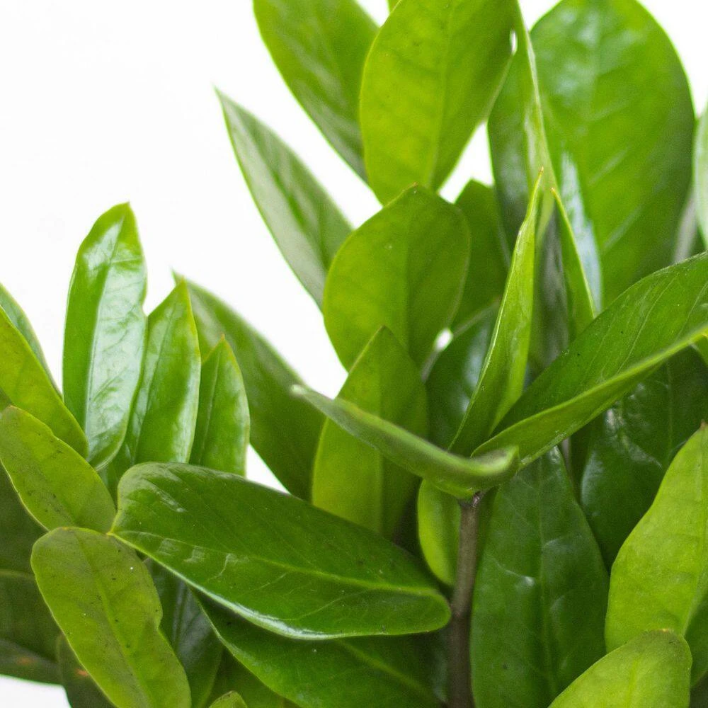 ZZ Plant Zamioculcas Zamiifolia Zanzibar Gem In 6 Inch Premium Sustainable Ecopots White Grey Pot 2 ZZ Plant Zamioculcas Zamiifolia Zanzibar Gem In 6 Inch Premium Sustainable Ecopots White Grey Pot - Image 2