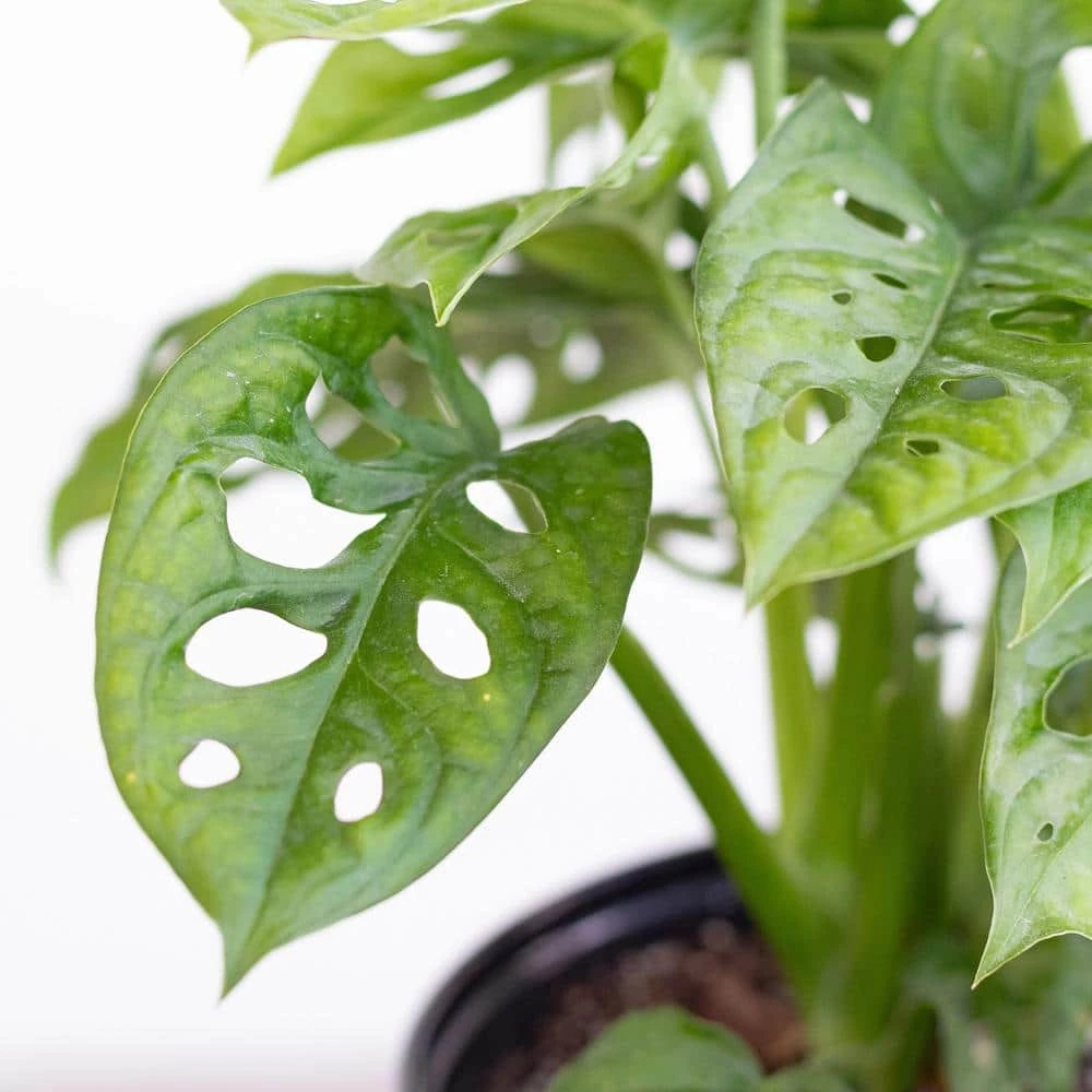 Monstera Adansonii Swiss Cheese Vine Live Plant In 6 Inch Grower Pot 4 Monstera Adansonii Swiss Cheese Vine Live Plant In 6 Inch Grower Pot - Image 4