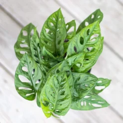 Monstera Adansonii Swiss Cheese Vine Live Plant In 6 Inch Grower Pot 9 Monstera Adansonii Swiss Cheese Vine Live Plant In 6 Inch Grower Pot -United Nursery united nursery monstera plants 00359 44 1000