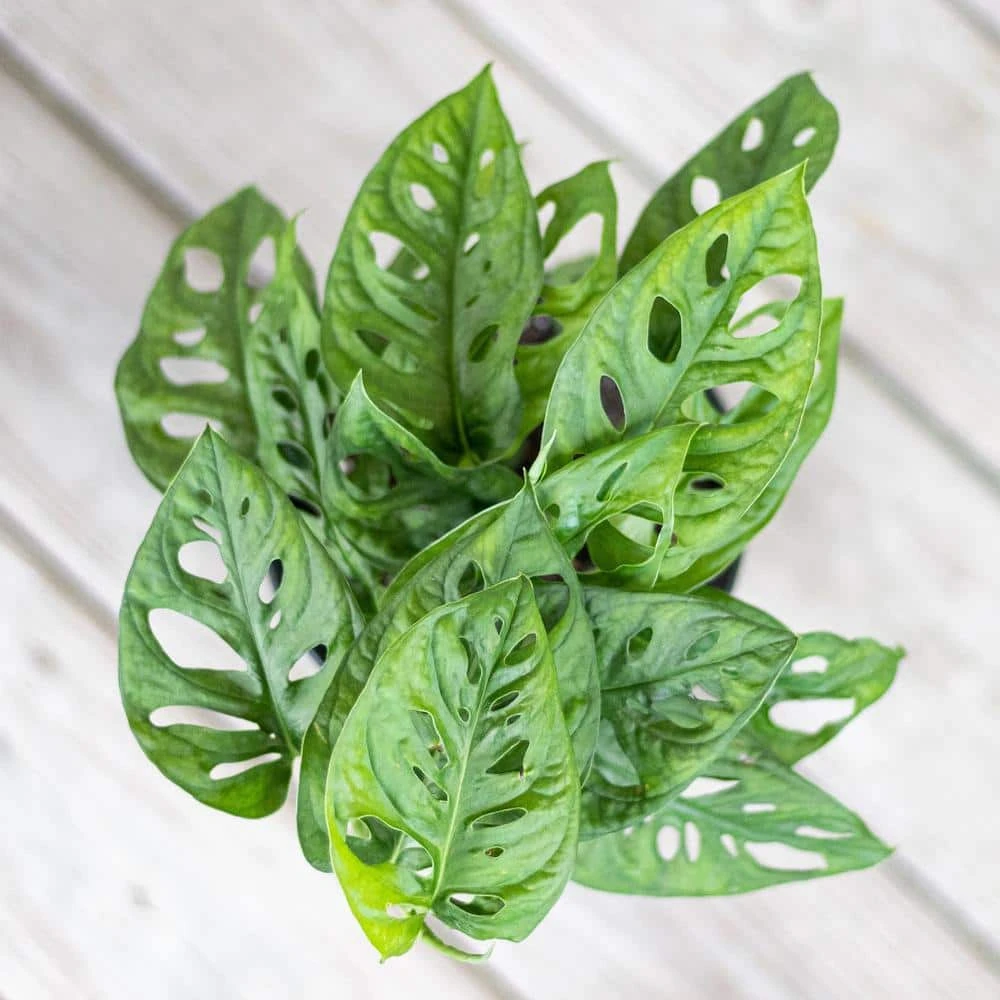 Monstera Adansonii Swiss Cheese Vine Live Plant In 6 Inch Grower Pot 5 Monstera Adansonii Swiss Cheese Vine Live Plant In 6 Inch Grower Pot - Image 5