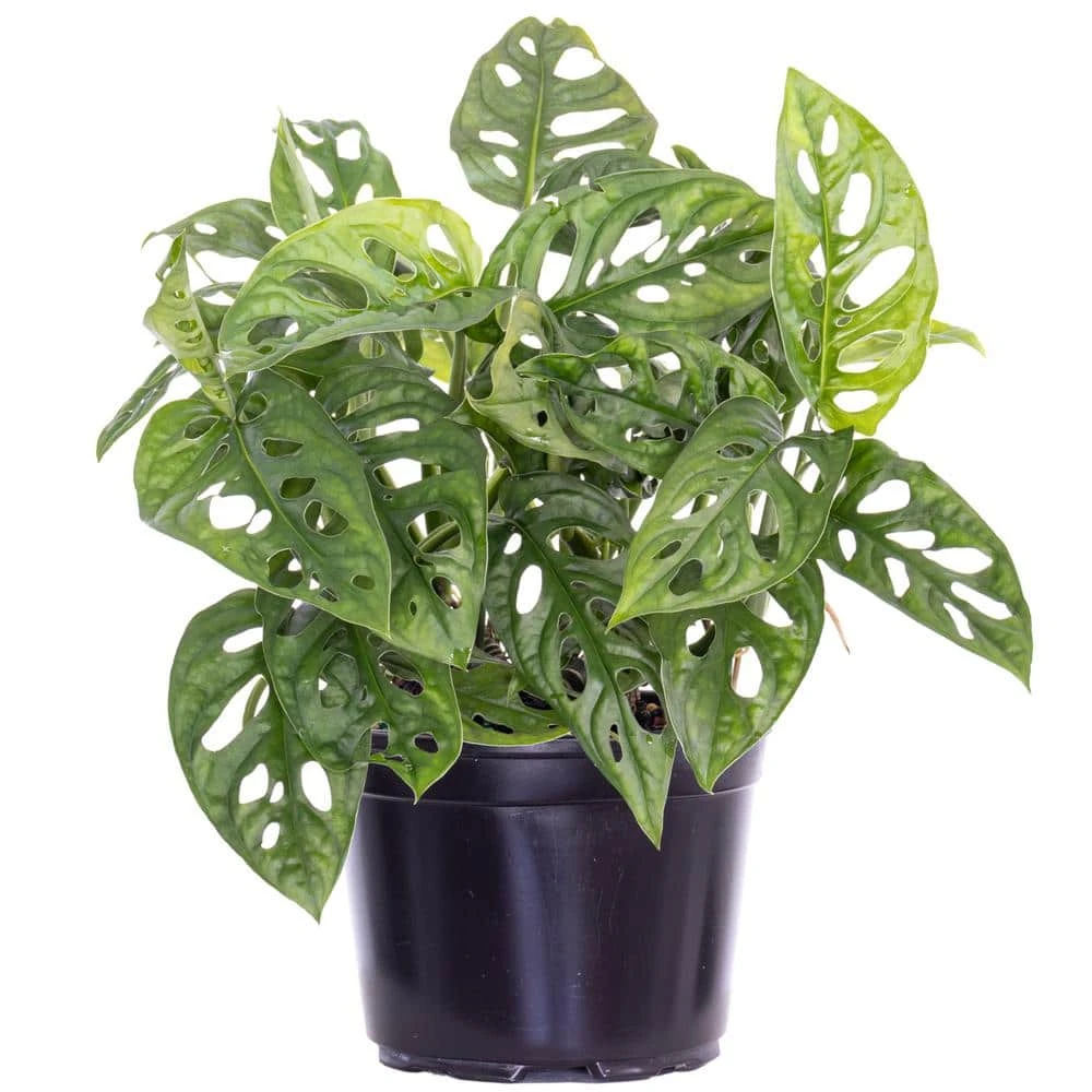 Monstera Adansonii Swiss Cheese Vine Live Plant In 6 Inch Grower Pot 1 Monstera Adansonii Swiss Cheese Vine Live Plant In 6 Inch Grower Pot