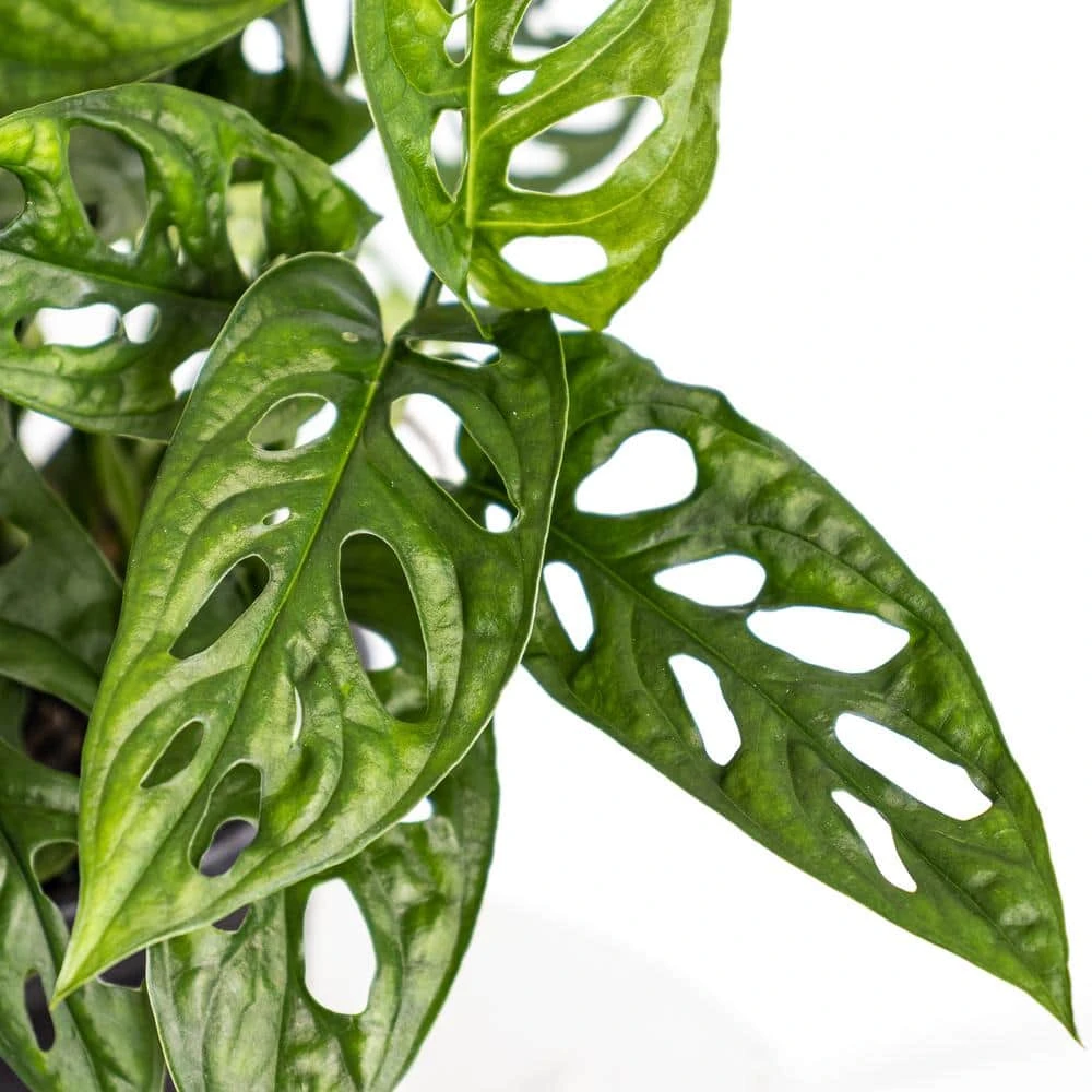 Monstera Adansonii Swiss Cheese Vine Live Plant In 6 Inch Grower Pot 2 Monstera Adansonii Swiss Cheese Vine Live Plant In 6 Inch Grower Pot - Image 2