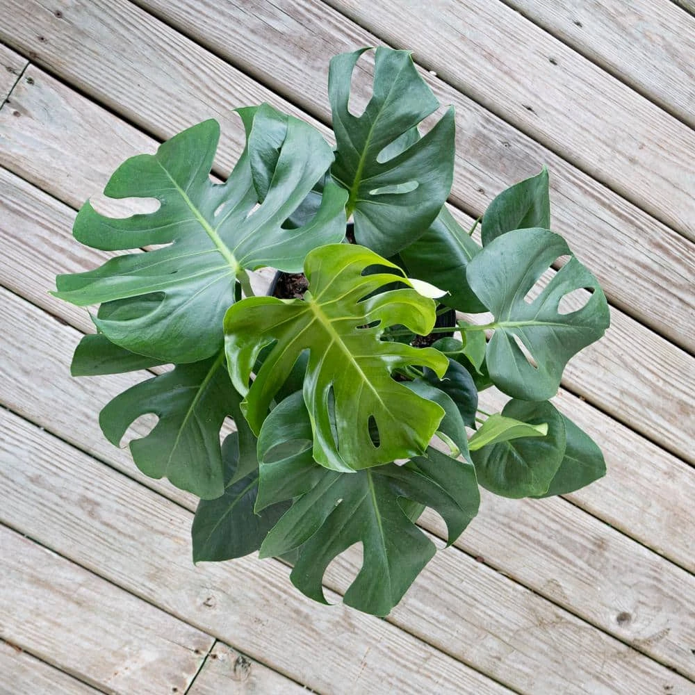 Monstera Deliciosa Split-Leaf Philodendron Live Swiss Cheese Plant In 9.25 Inch Grower Pot 4 Monstera Deliciosa Split-Leaf Philodendron Live Swiss Cheese Plant In 9.25 Inch Grower Pot - Image 4