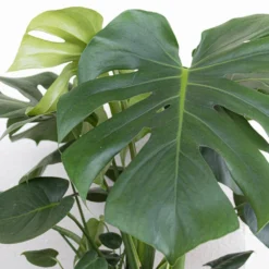Monstera Deliciosa Split-Leaf Philodendron Live Swiss Cheese Plant In 9.25 Inch Grower Pot 6 Monstera Deliciosa Split-Leaf Philodendron Live Swiss Cheese Plant In 9.25 Inch Grower Pot -United Nursery united nursery monstera plants 21887 4f 1000
