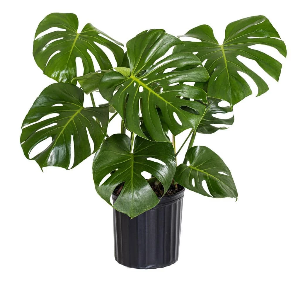 Monstera Deliciosa Split-Leaf Philodendron Live Swiss Cheese Plant In 9.25 Inch Grower Pot 1 Monstera Deliciosa Split-Leaf Philodendron Live Swiss Cheese Plant In 9.25 Inch Grower Pot