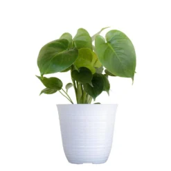 Little Monstera Deliciosa Split Leaf Philodendron Swiss Cheese Plant In 6 Inch White Decor Pot