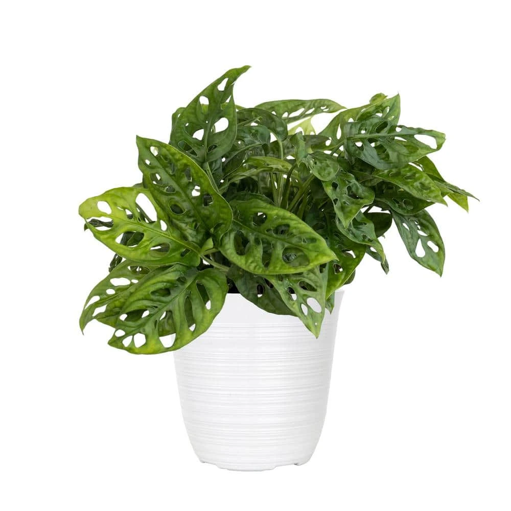 Monstera Adansonii Swiss Cheese Vine Live Plant In 6 Inch White Decor Pot 1 Monstera Adansonii Swiss Cheese Vine Live Plant In 6 Inch White Decor Pot