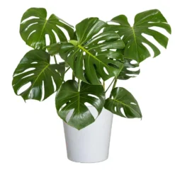 Swiss Cheese Plant Monstera Deliciosa Plant 24. In To 34 In. Tall In 10 In. White Decor Pot