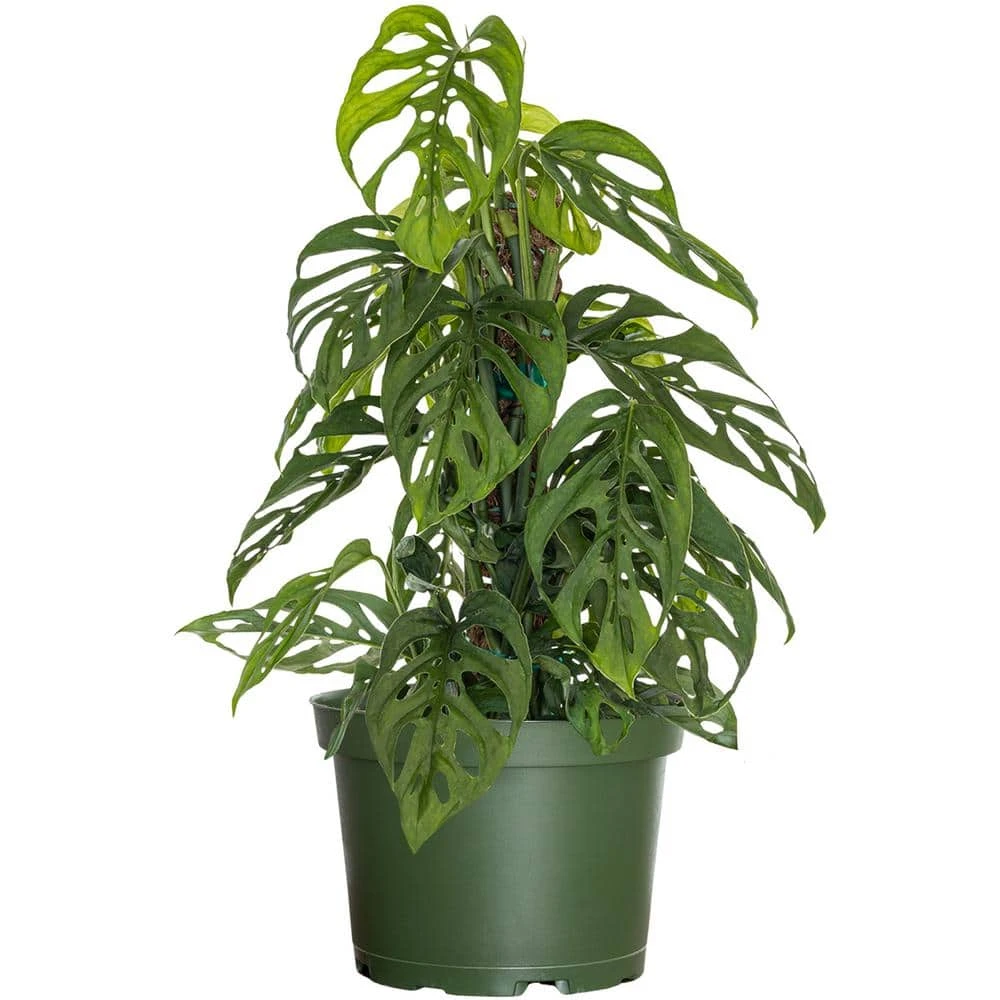 Live Swiss Cheese Vine Monstera Adansonii Houseplant On Totem Pole In 6 In. Grower Pot 1 Live Swiss Cheese Vine Monstera Adansonii Houseplant On Totem Pole In 6 In. Grower Pot