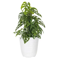 Live Swiss Cheese Vine Monstera Adansonii Houseplant On Totem Pole In 6 In. White Decor Pot