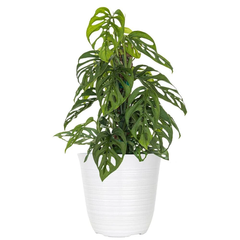 Live Swiss Cheese Vine Monstera Adansonii Houseplant On Totem Pole In 6 In. White Decor Pot 1 Live Swiss Cheese Vine Monstera Adansonii Houseplant On Totem Pole In 6 In. White Decor Pot